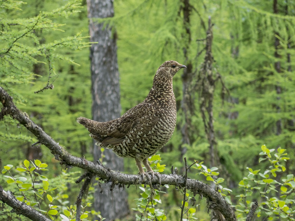 Дикуша азиатская (Красная книга РФ) 